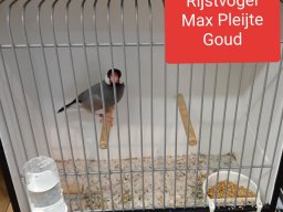 max pleijte